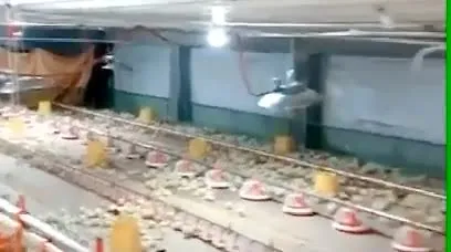 Poultry Automatic Used Broiler Equipment Farm Broiler Pan Feeding System 